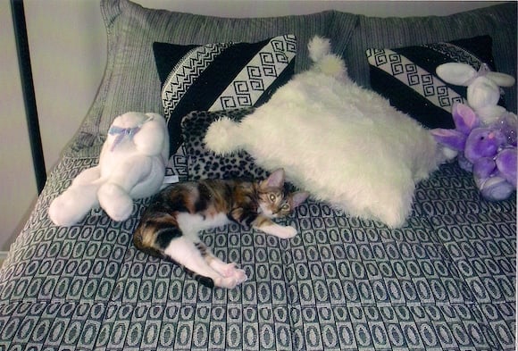 Xena kitten bed