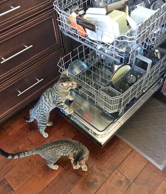 kitten dishwasher