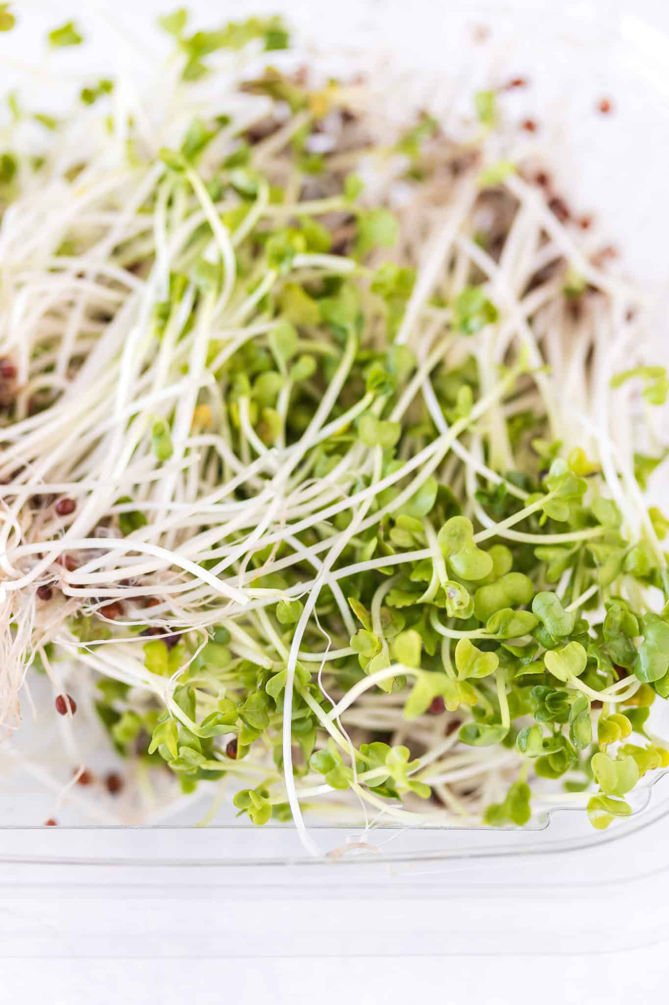 broccoli sprouts on a table.
