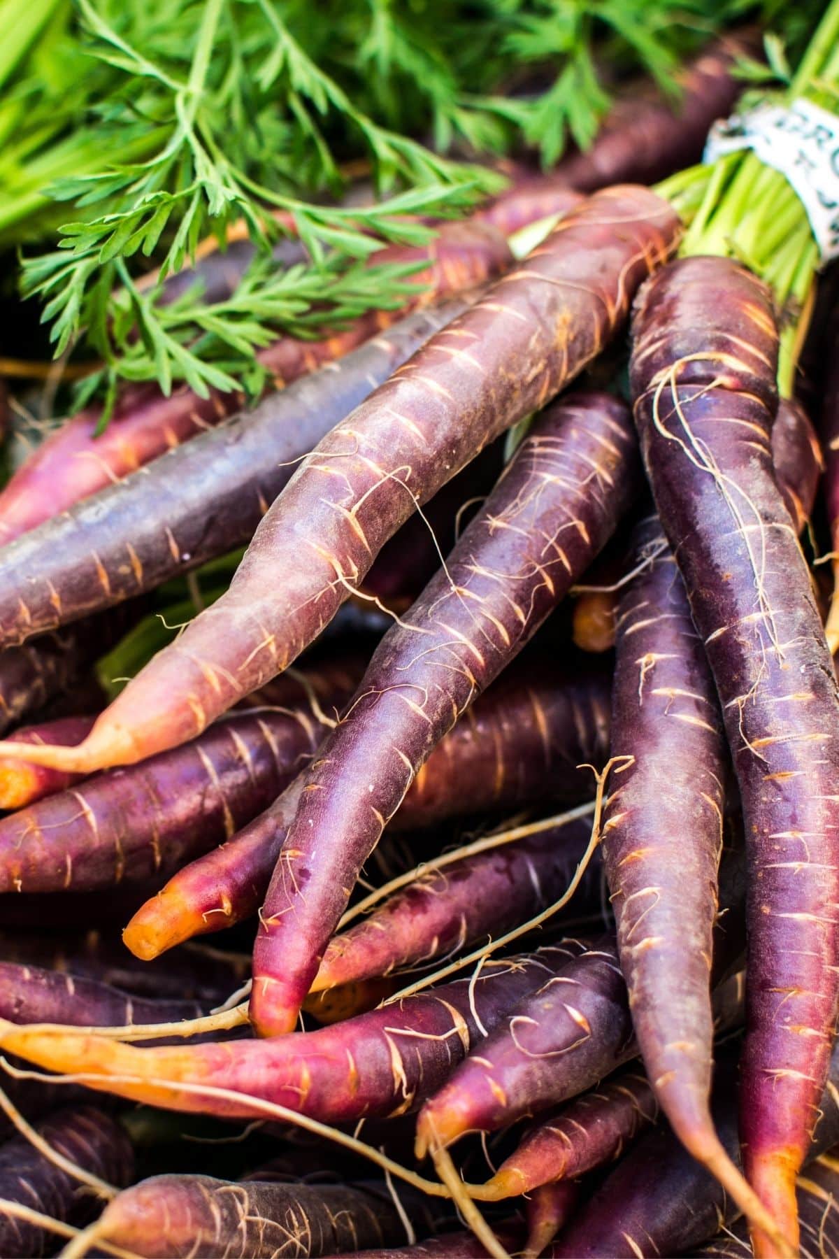 a bunch of purple carrots