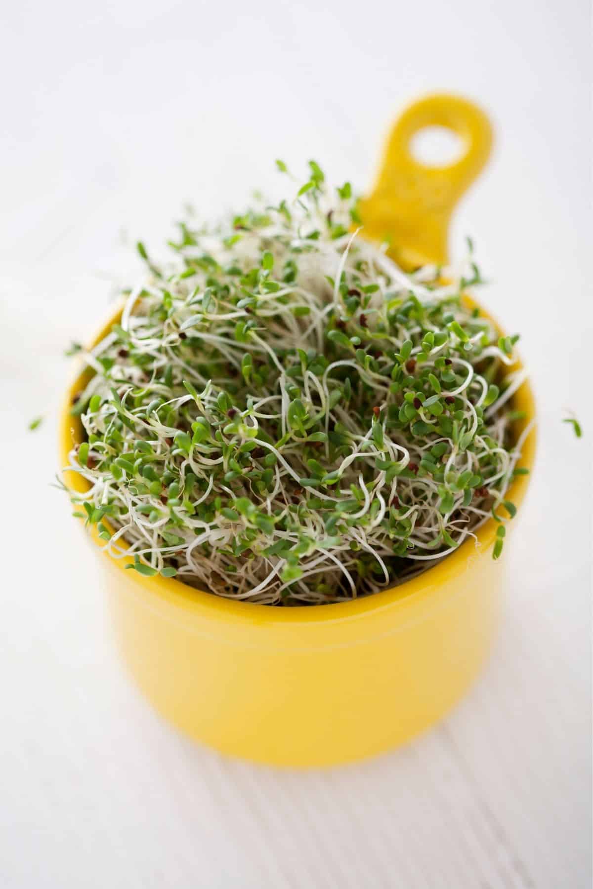 cup of broccoli sprouts