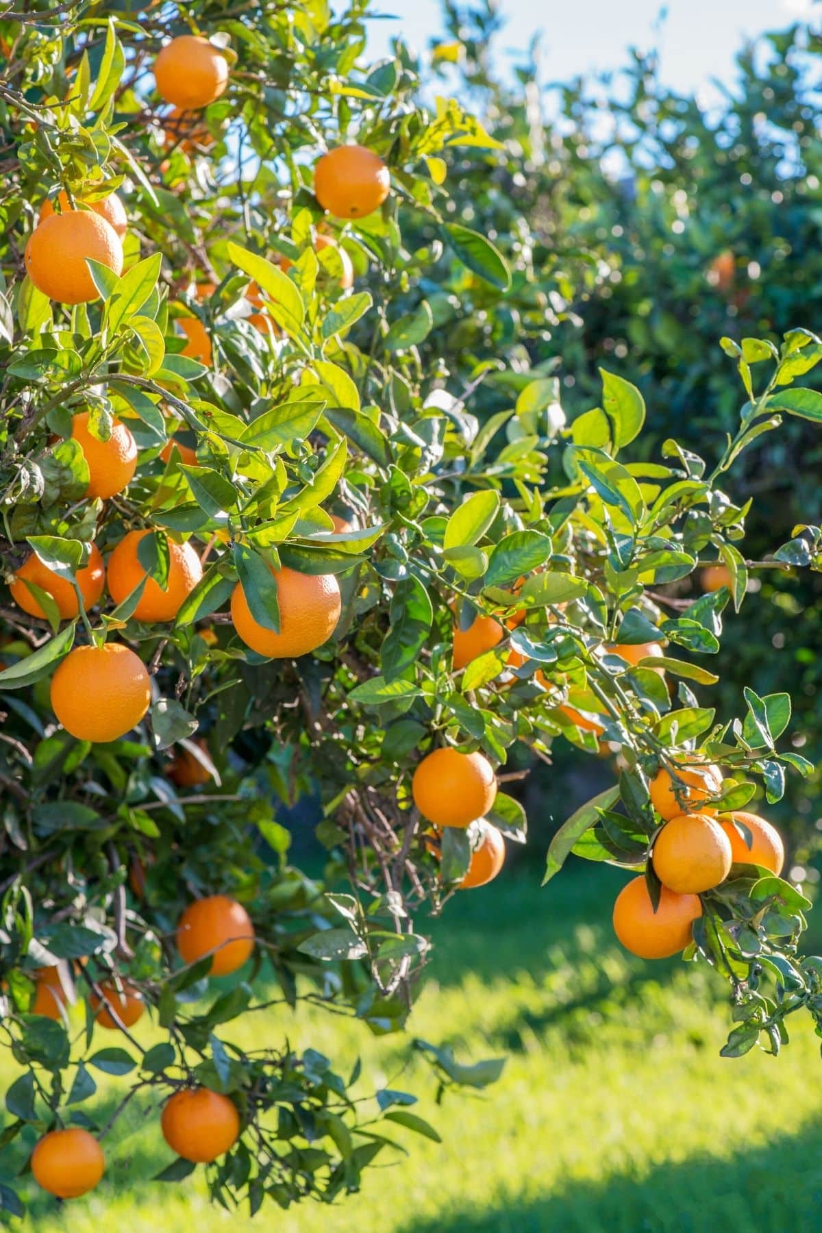spanish oranges on a tree.