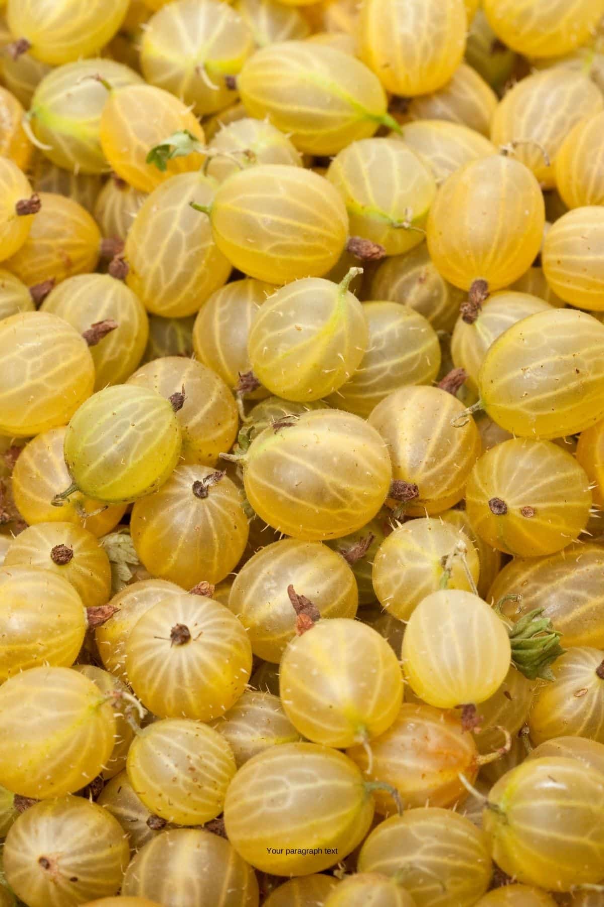close up of yellow gooseberries in a pile.