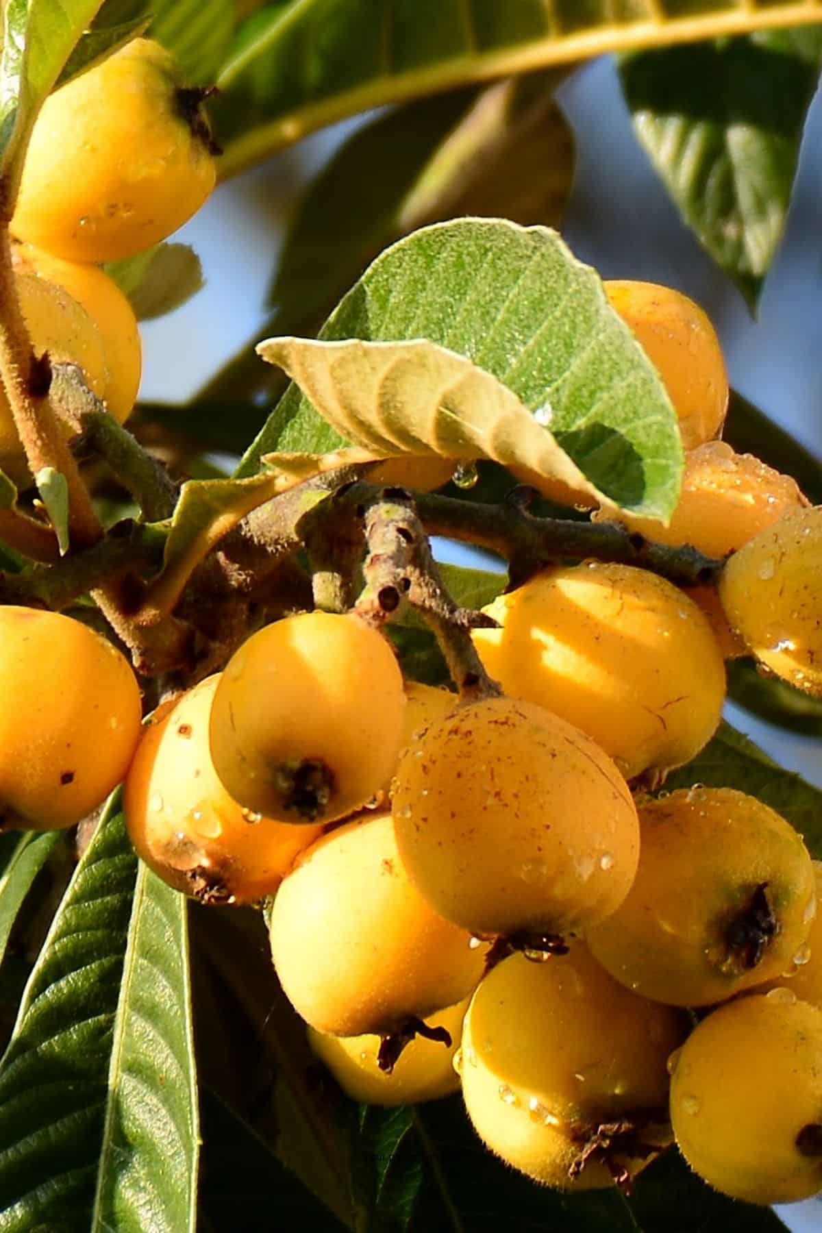 Loquat fruit on a tree with leaves.