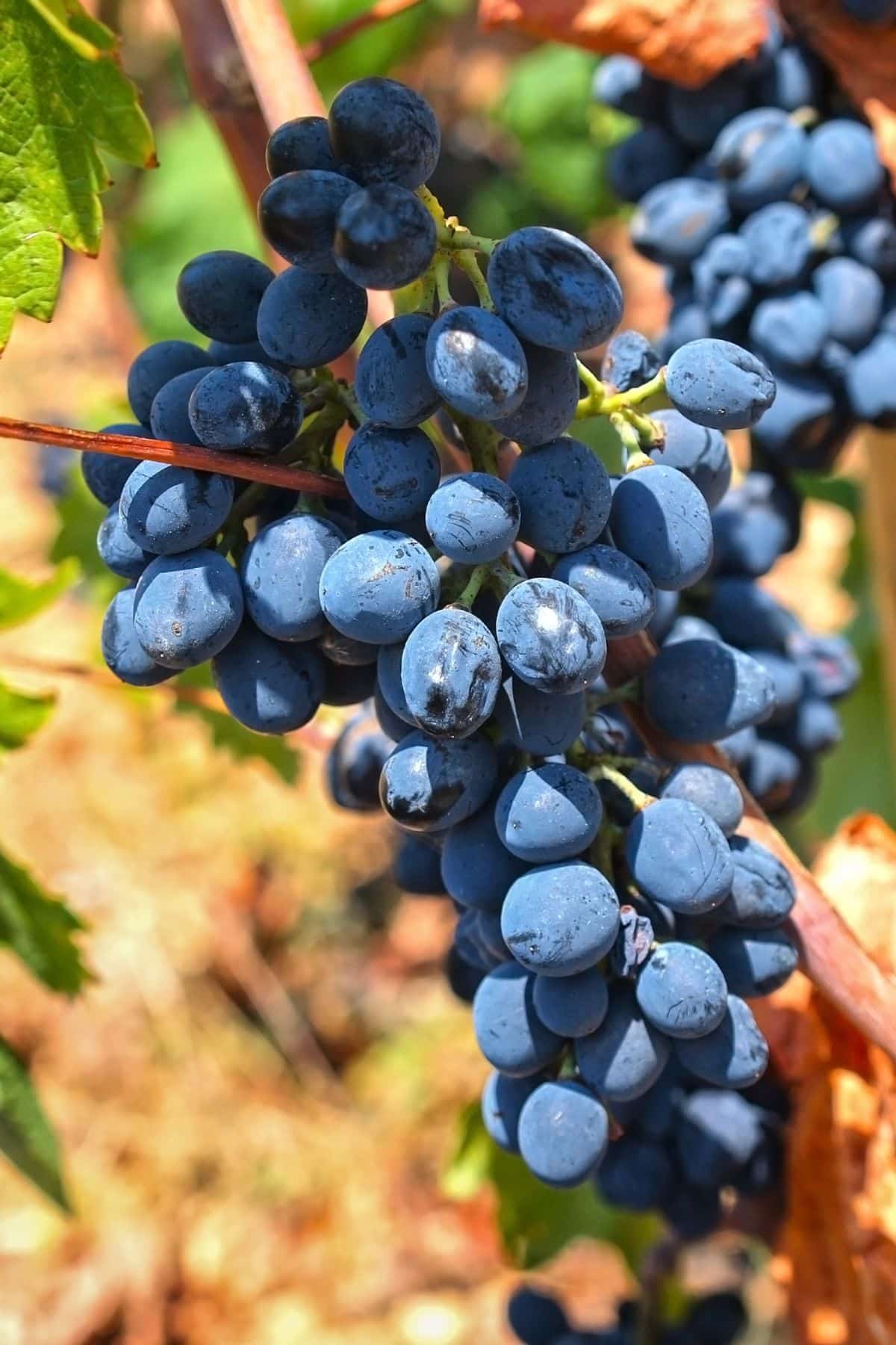 A bunch of Zinfandel grapes in a vineyard.