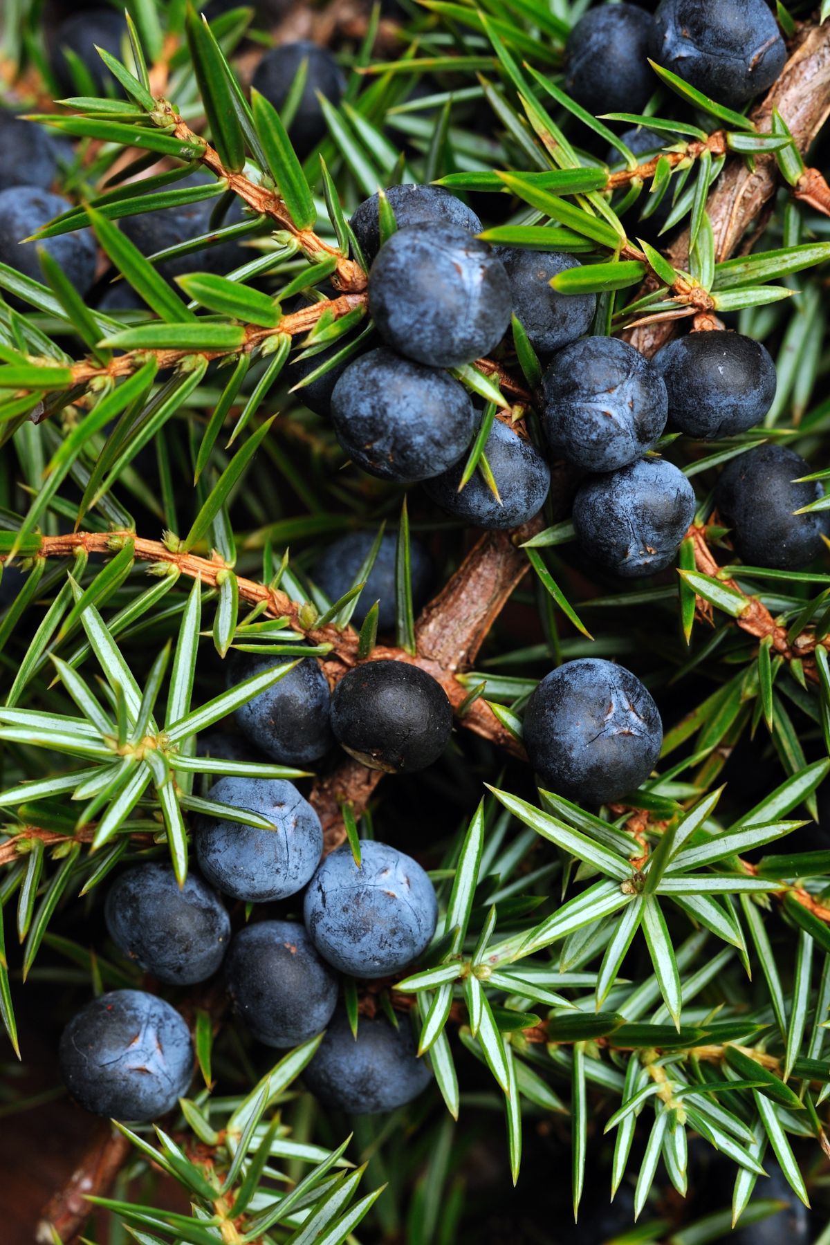 a bunch of juniper berries on a tree branch.