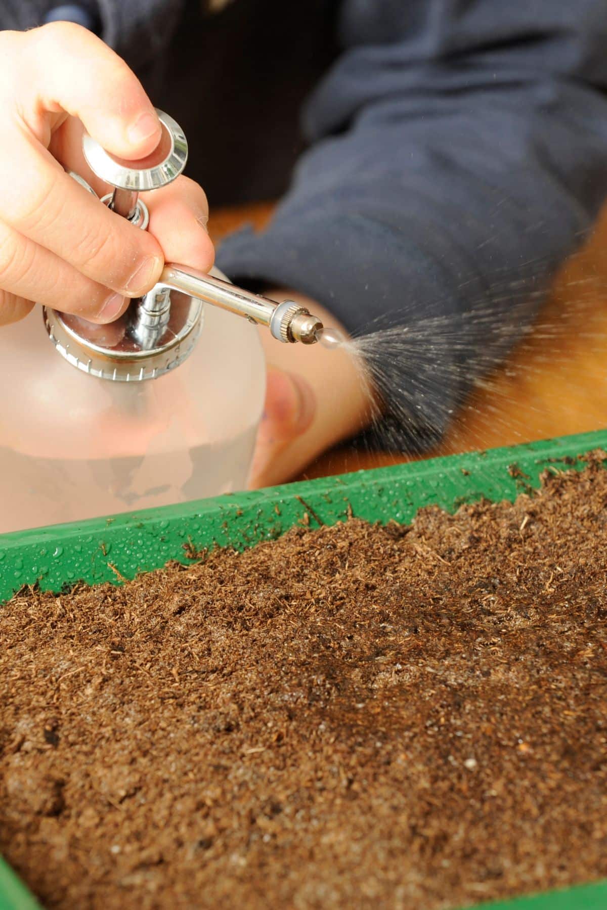 a person misting the soil in a small container.