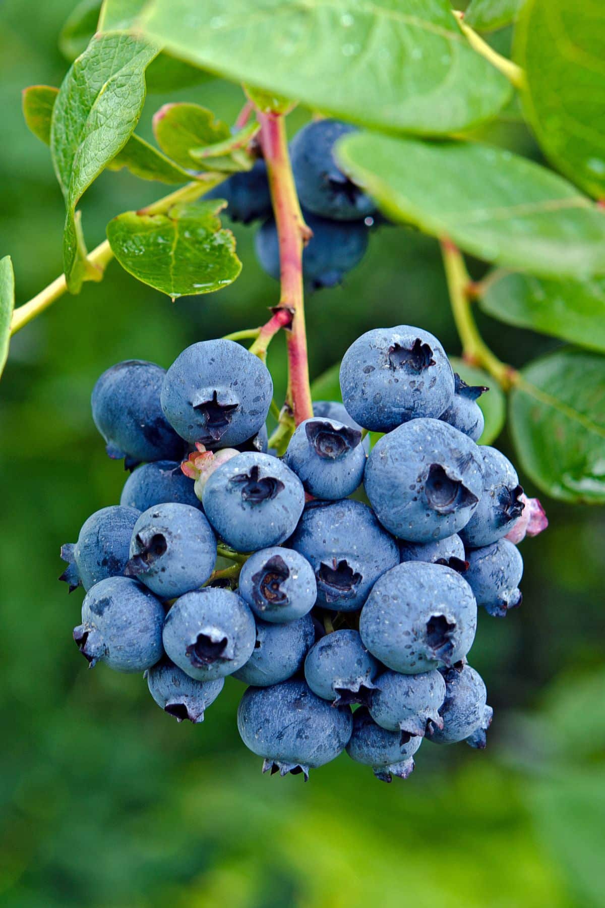 blueberries on a bush.