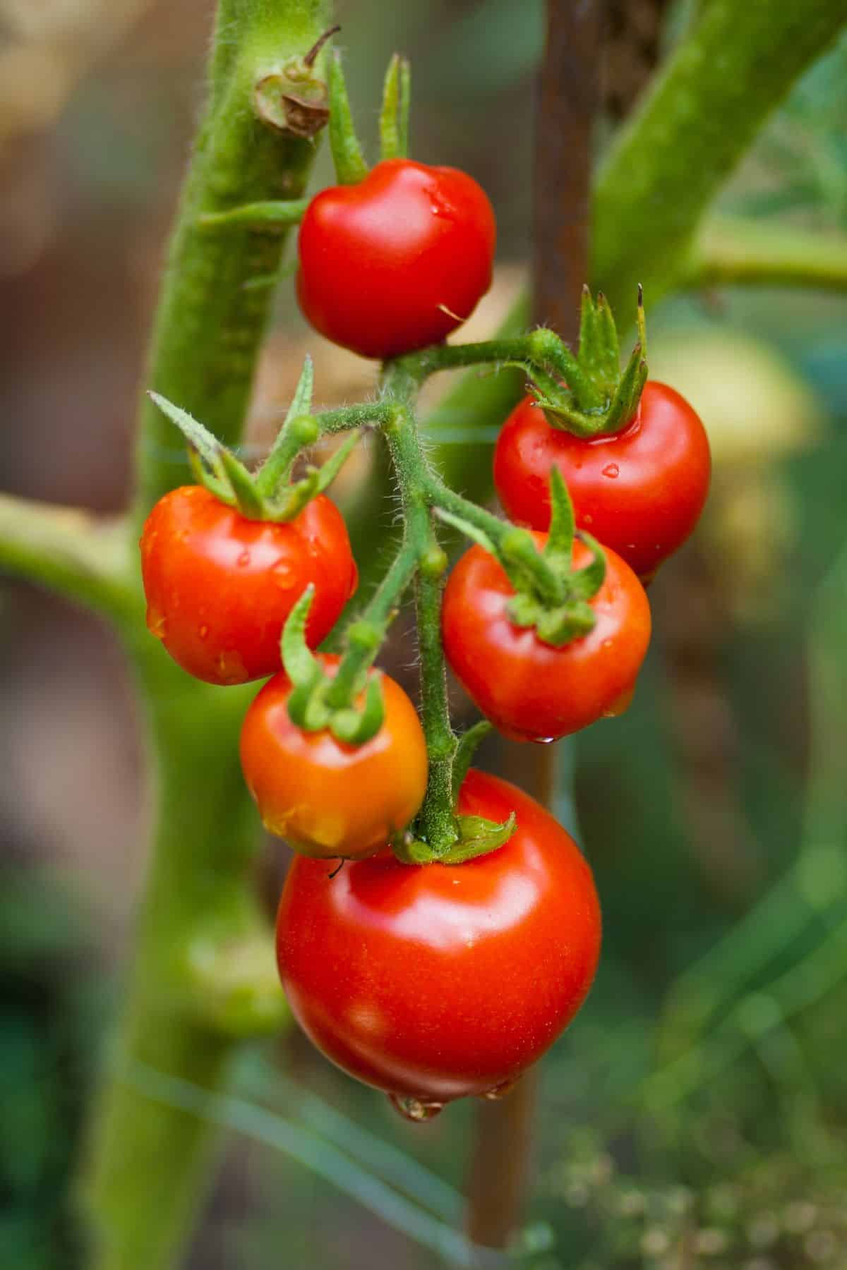 tomatoes growing in a vine.